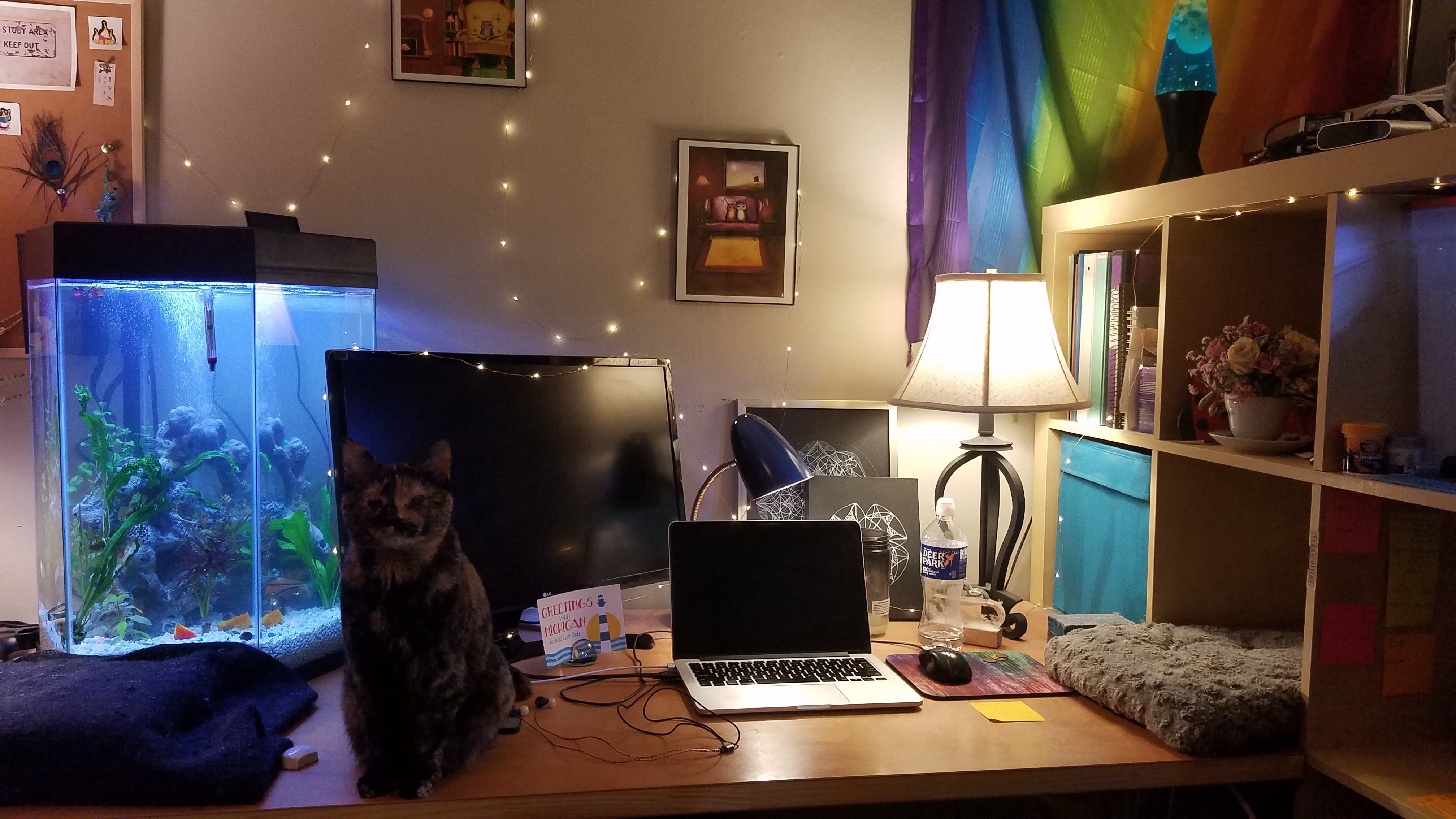 Candice's work station includes a cat, an aquarium, and mood lighting