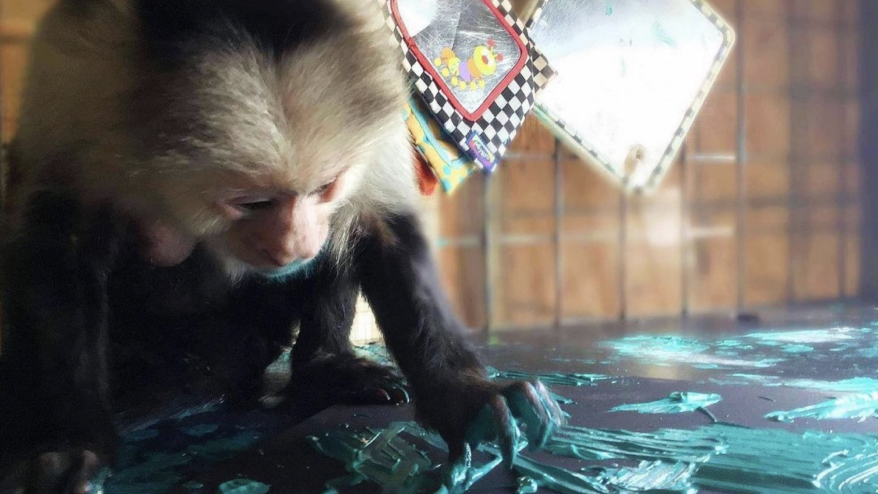 A monkey finger painting