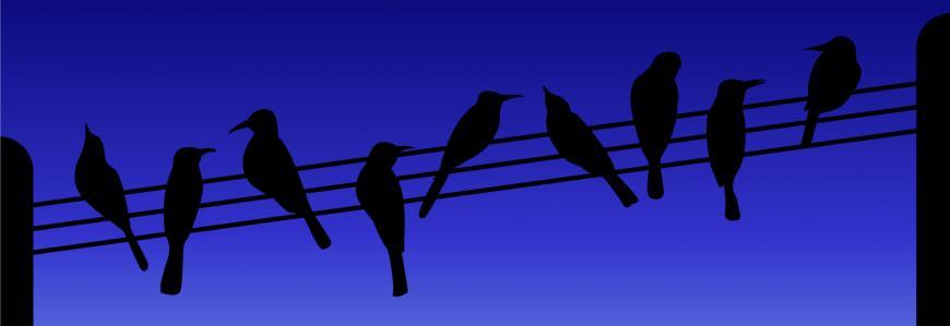Birds on a wire