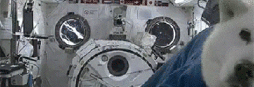Space Dog