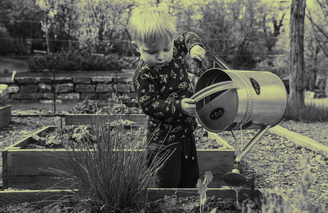 A small child watering a garden with a proportionally large watering can. 