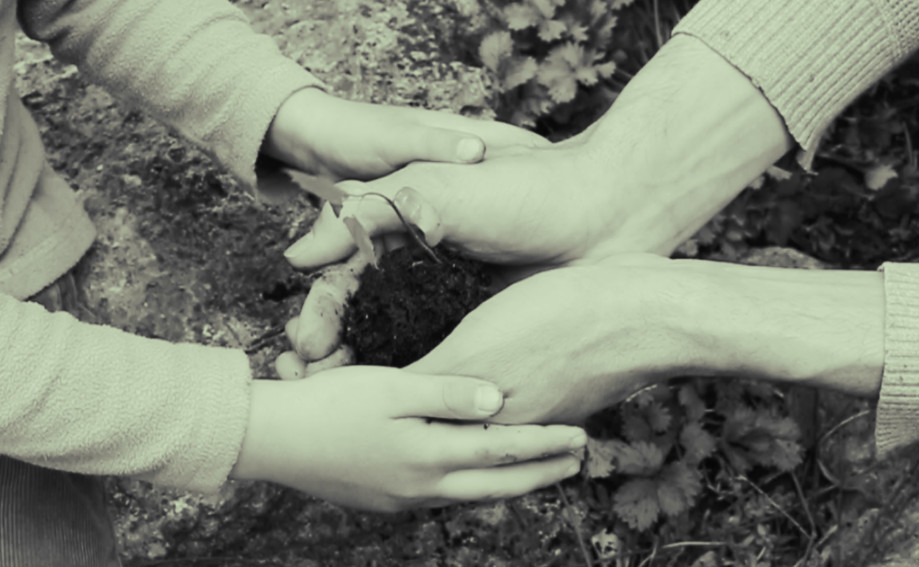 Two pairs of hands holding a seedling in a garden. 